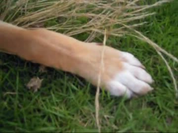 子犬を貰ってきた（92日目）