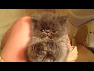 寝顔がカワイイ　ぶさかわ猫