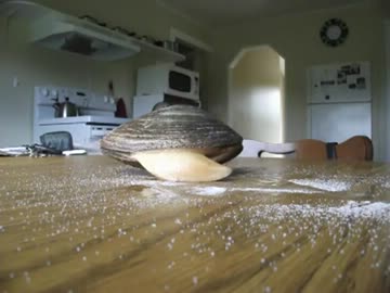 【衝撃映像】 塩を食べる貝