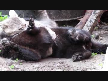 うちのヌコと野良猫を闘わせてみたｗ