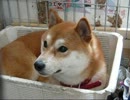 我が家のヒカルくん～寝起き編～