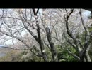 桜色桜風