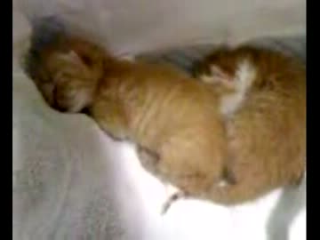 拾いねこ＠生後4日目　一応問題ない範囲とのこと