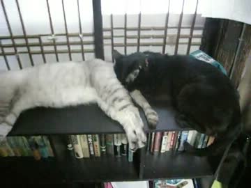 【連結】ぁん、そこはだめ【猫】