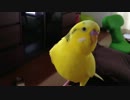 セキセイインコ　チュンチュントリ