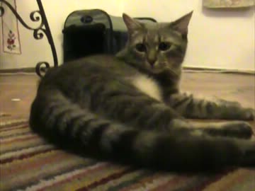 けつせかっしゅ！  -休憩中/ハン＆スロ編①-３-