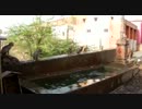 水たまりにダイブして遊ぶお猿さん