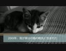 眠れぬ夜の小さな仔猫