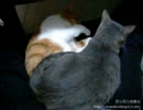 【夜な夜な猫集会】お・・・重い・・・重いにゃぁ・・・