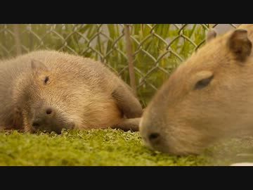 カピバラ・ハナの「うちの彼氏のムードがない」