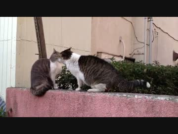 猫パンチ連打