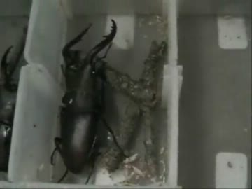 男２人が本気で昆虫採集!!【グダあお４】