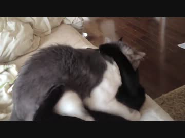うちの毛玉が盛った時の拒絶の仕方がおかしい黒豚猫