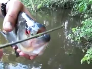 ピラニアを利用したカッティング技術