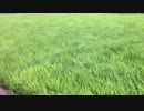 田んぼを吹き渡る風