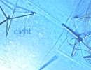 【オリジナル】eight【NNI】