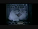 Vivisezione(動物実験)
