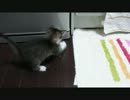 毛玉ボールで遊ぶ子猫