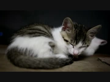 【生後】なんだ、ただの寝ている仔猫ではないか【１か月】