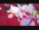 ウィンくんの日常５