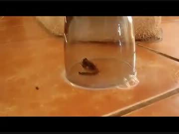 サソリは自殺するみたいです