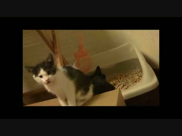 ちゃとらとはちわれ　ちゃいろ襲来