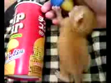 拾いねこ＠生後7日目　大きさ比較