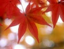【ねぇ】歌ってしまった【緋色の欠片ＯＰ】