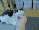 【ごましおの日常】　記録的豪雨