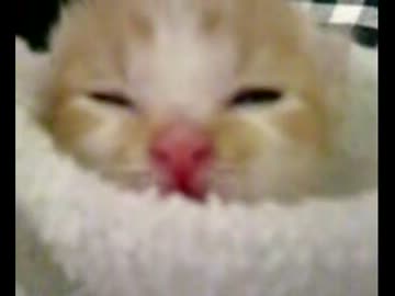 拾いねこ＠生後8日目　目が開いた・・が、現実はいつも難題を課してくる