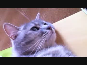 ヴァーチャルもふもふ