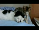 こねここねこね