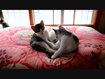 【生後】なんだ、連邦のモビルにゃんこは化け物か【１か月半】