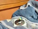 噂のダイソーのおもちゃ　じゃんぴんぐバードで遊んでみた