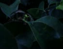ガチムチカナブンレスリング