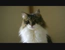 ノルノル #12「まじまじと見つめながらかわいい声で鳴く猫」