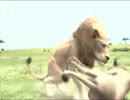 鎌首の『AFRIKA』満喫生活(28)