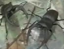 モーニング昆虫採集【グダあお５】
