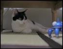 【ごましおの日常】　じー・・・