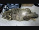 金剛【金剛型猫】
