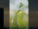 RAIN.wmv