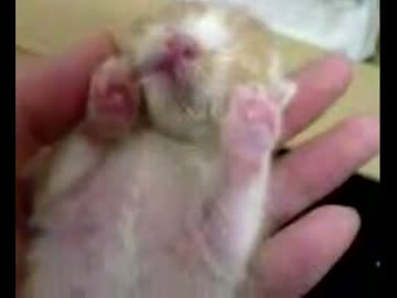 拾いねこ＠生後9日目　別れ