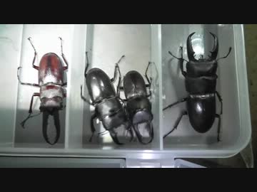 東京でクワガタ探し-都内産ヒラタを求めて-【やどけん！】