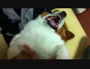 顔が怖すぎる犬（コーギー）