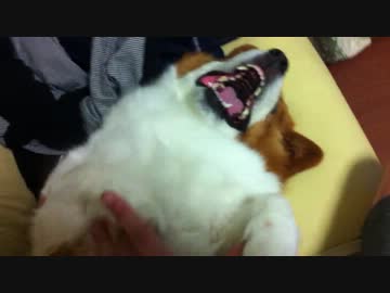 顔が怖すぎる犬（コーギー）