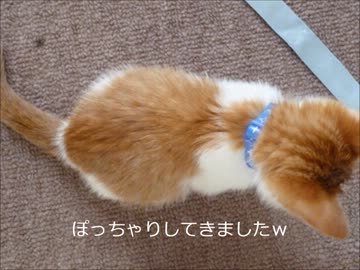 ツンギレのうちの猫んちにやってきた捨て猫が大きくなってきた