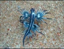 Blue sea slug