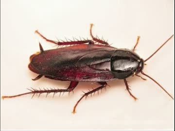 ゴキブリ協奏曲