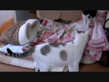 くるねこ大和　20120715
