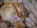 もっふもふの仔猫をひたすらもふるモフモフ動画
